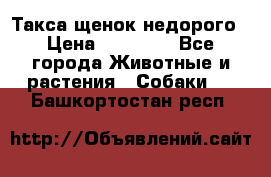 Такса щенок недорого › Цена ­ 15 000 - Все города Животные и растения » Собаки   . Башкортостан респ.